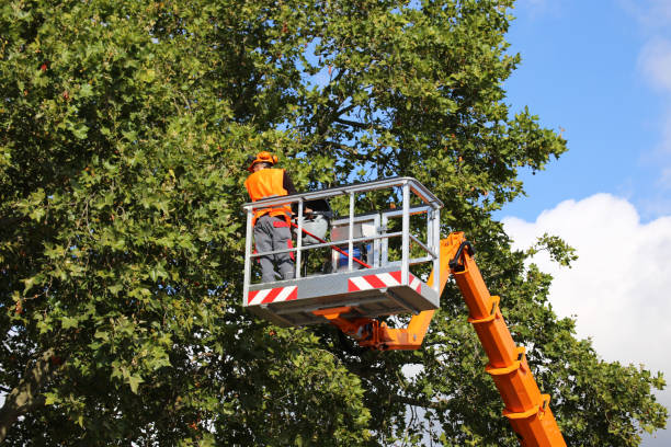 Trusted Poquoson, VA Tree Service Experts